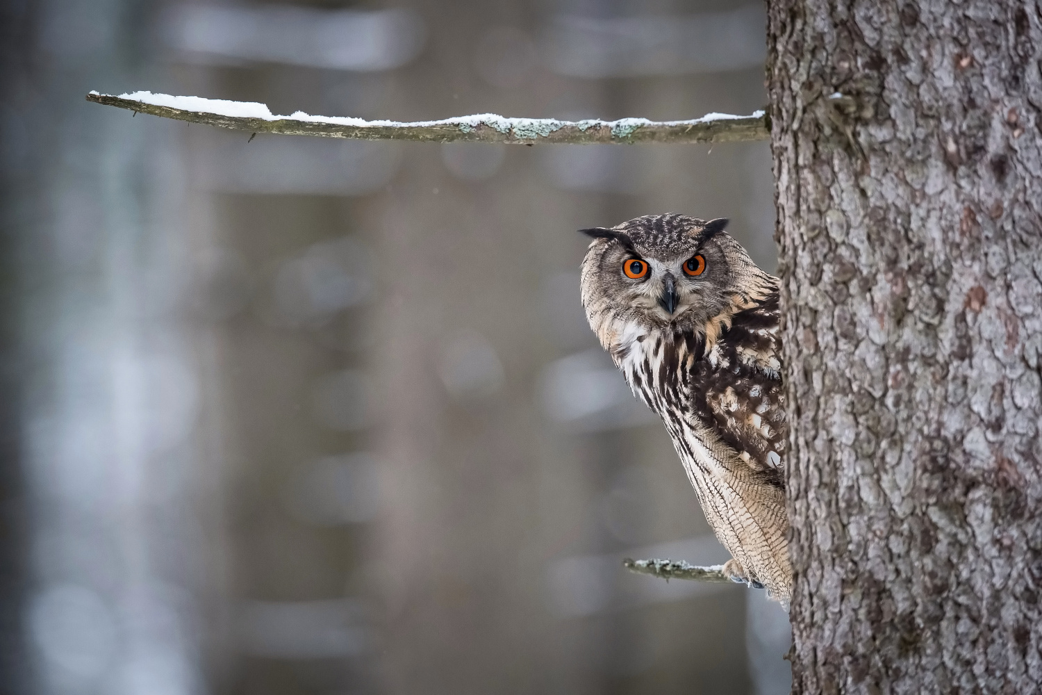 výr velký (Bubo bubo) Eurasian eagle-owl