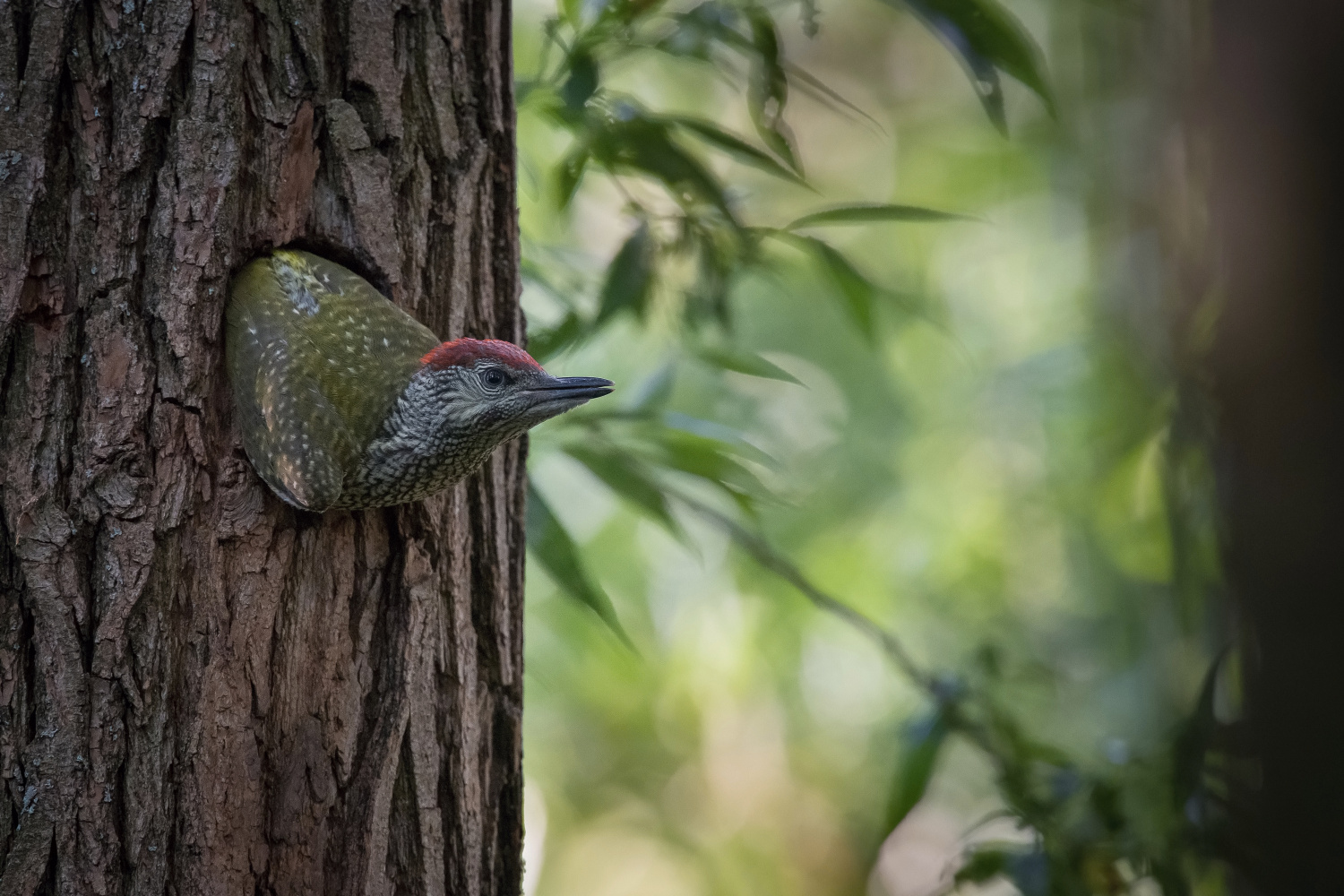 žluna zelená (Picus viridis) European green woodpecker