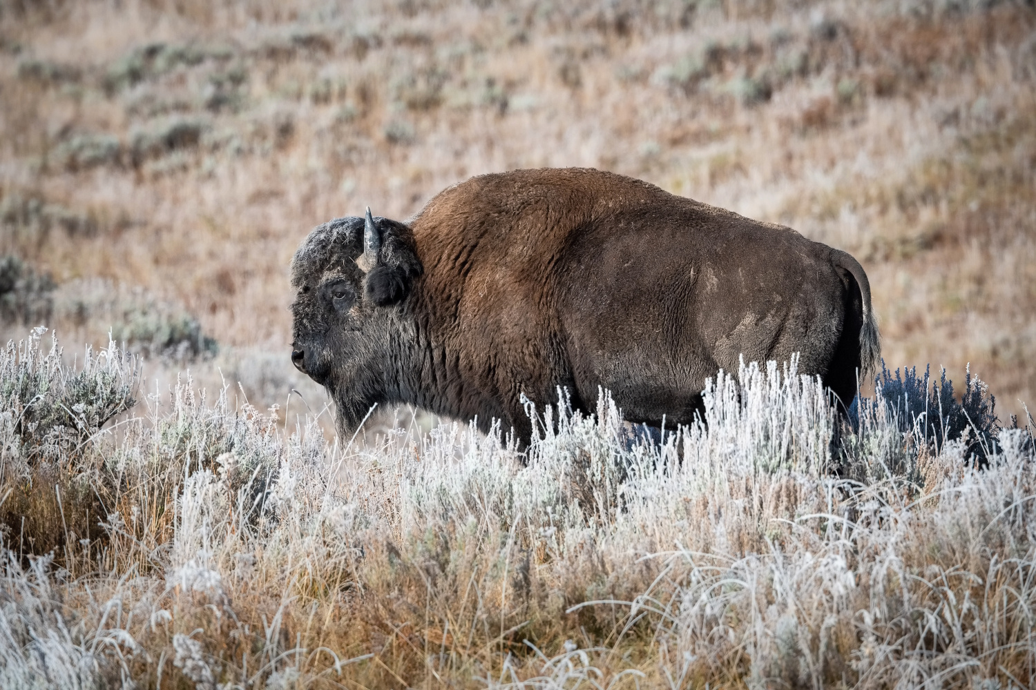 bizon (Bison bison) American bison