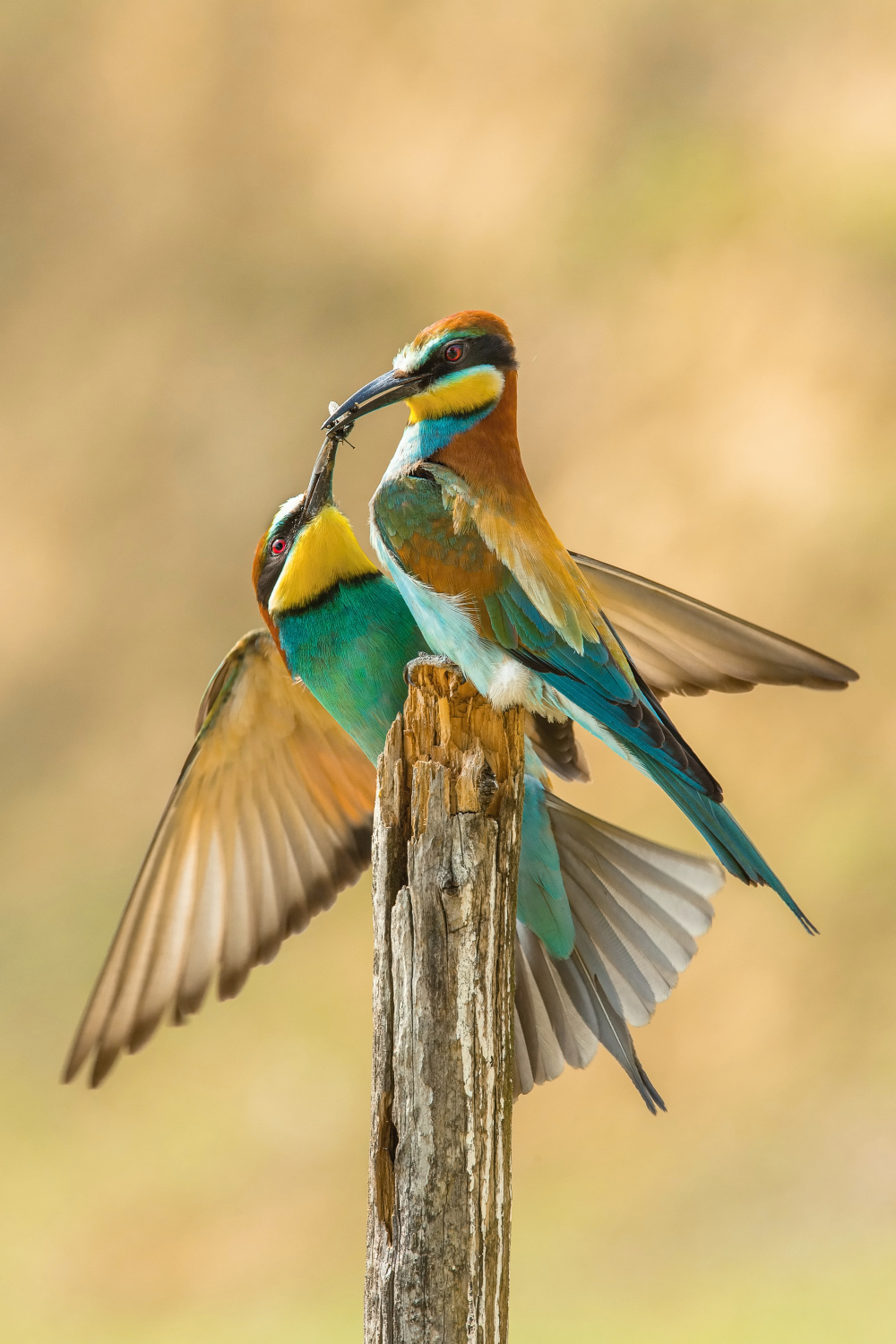 vlha pestrá (Merops apiaster) European bee-eater