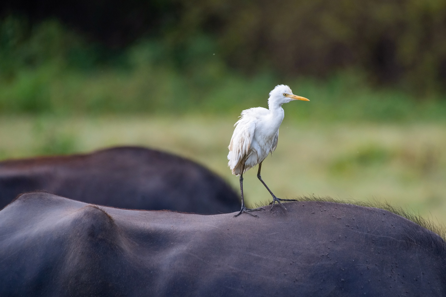 volavka prostřední (Mesophoyx intermedia) Intermediate egret