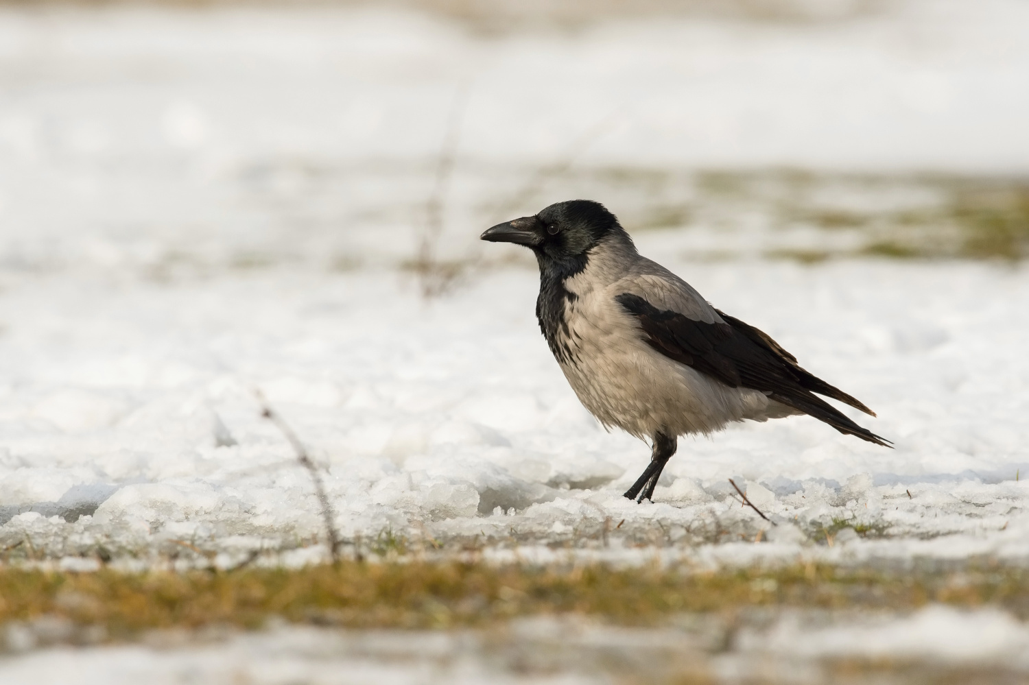 vrána obecná šedá (Corvus corone) Carrion crow