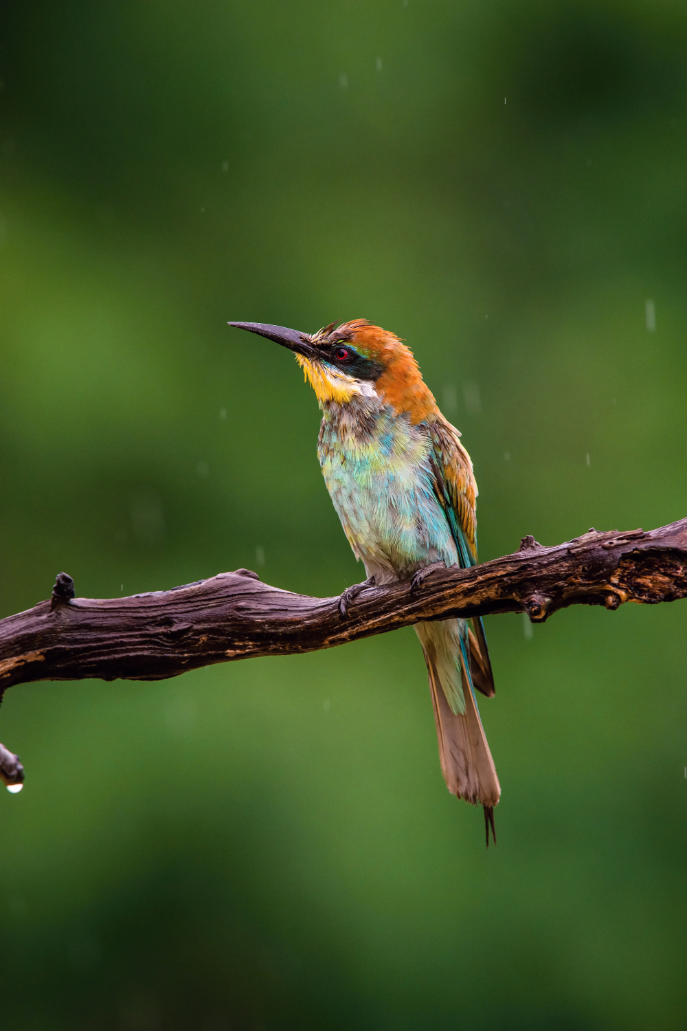 vlha pestrá (Merops apiaster) European bee-eater