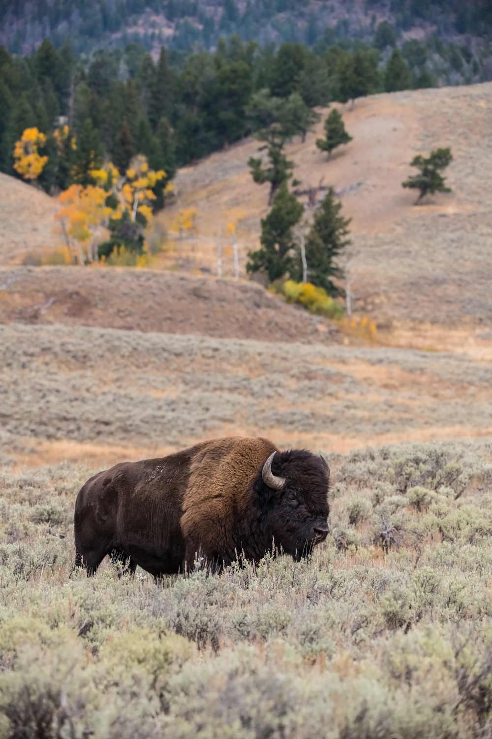 bizon (Bison bison) American bison