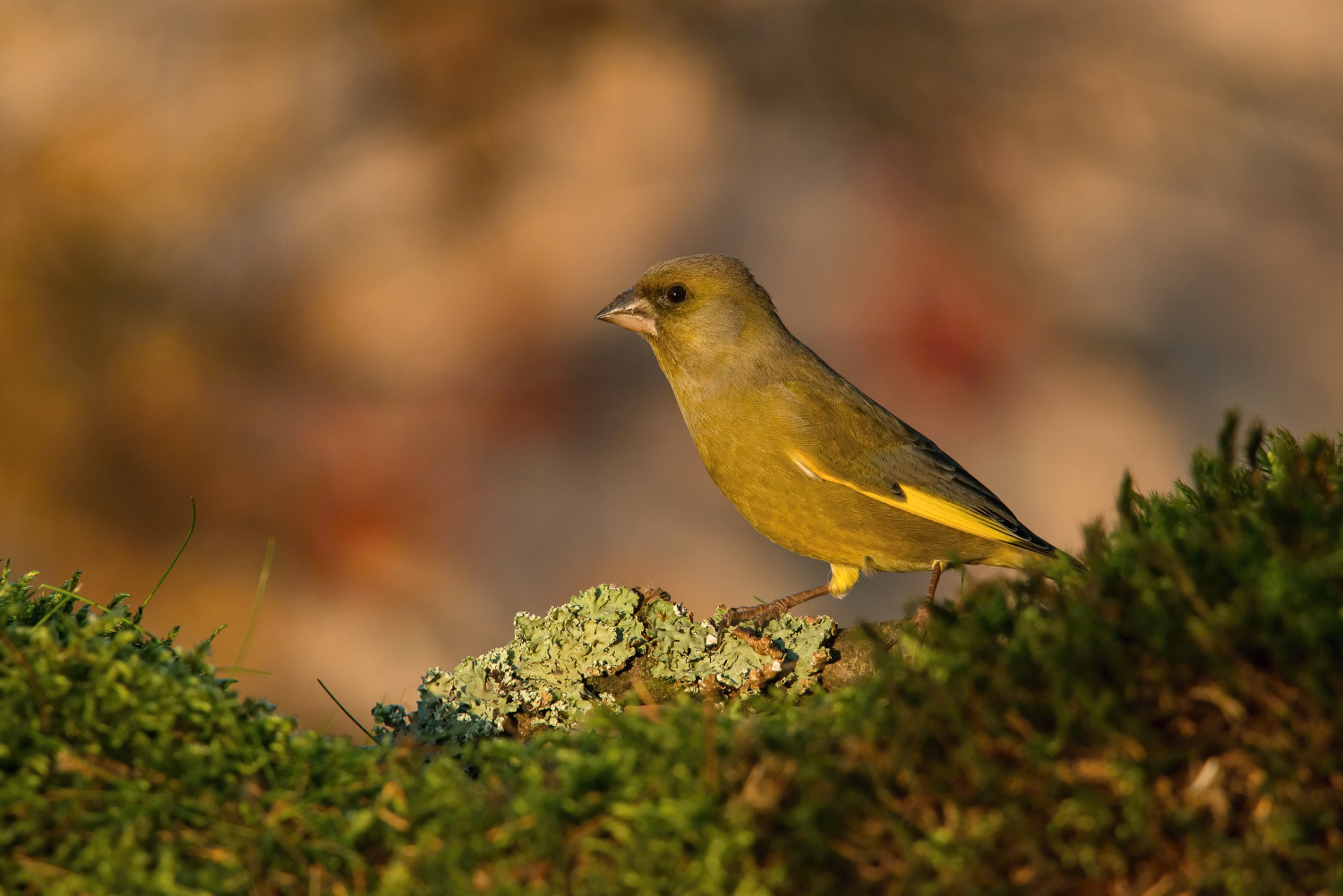 zvonek zelený (Carduelis chloris) European greenfinch