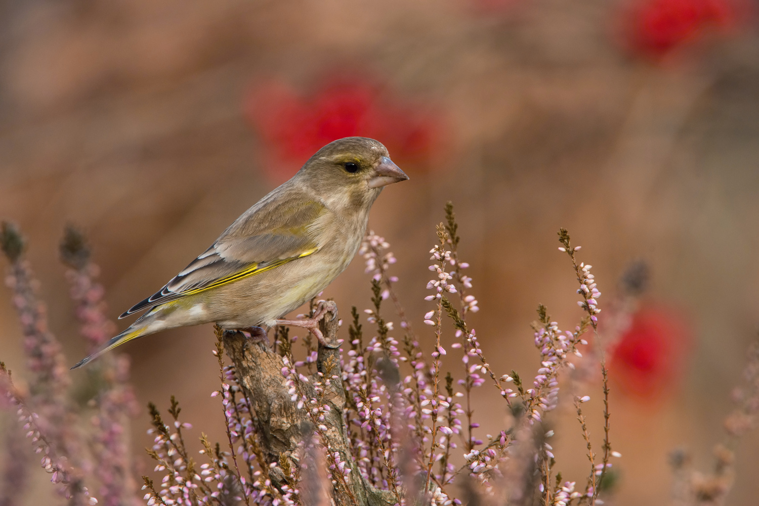 zvonek zelený (Carduelis chloris) European greenfinch