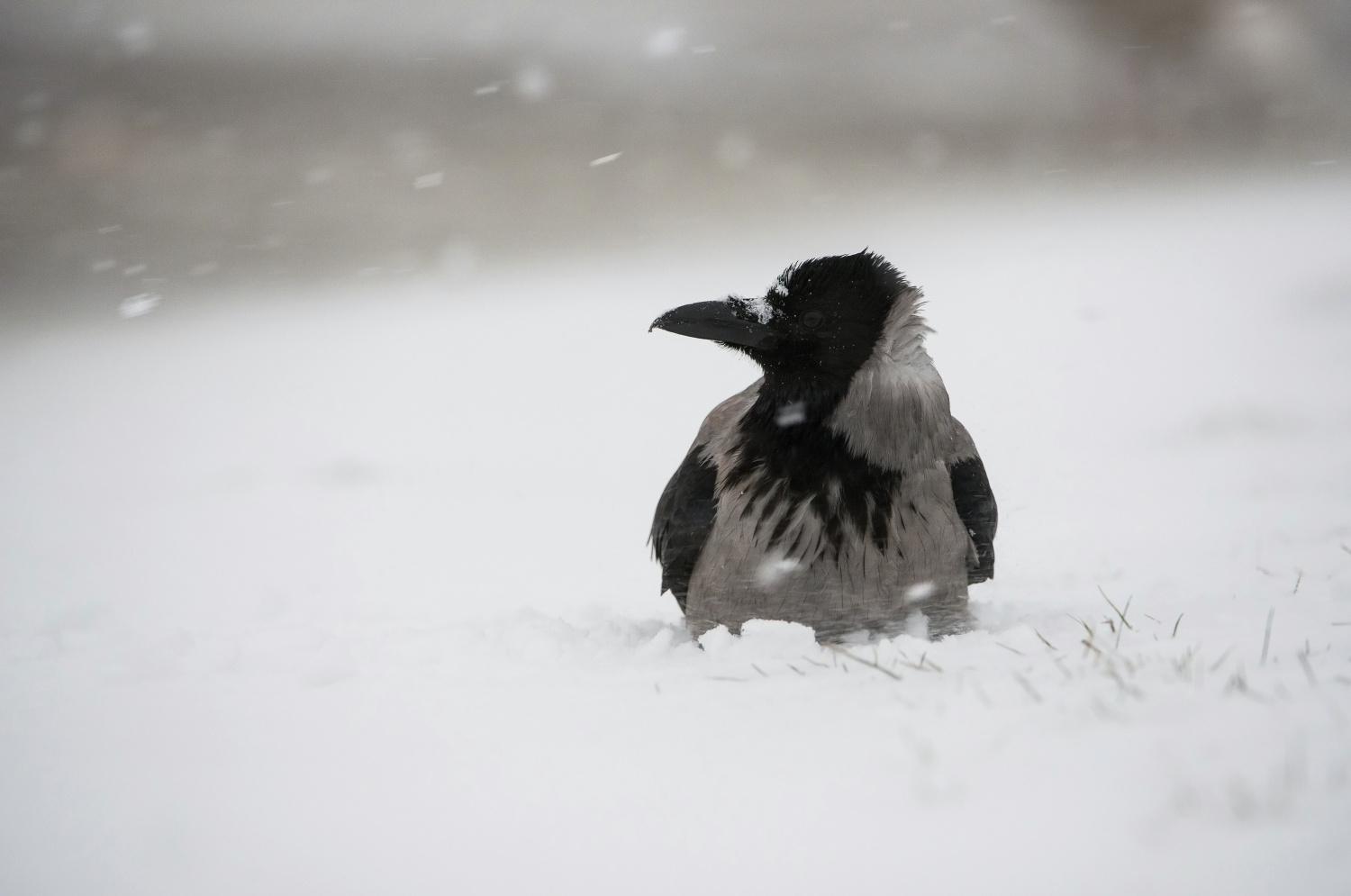 vrána obecná šedá (Corvus corone) Carrion crow