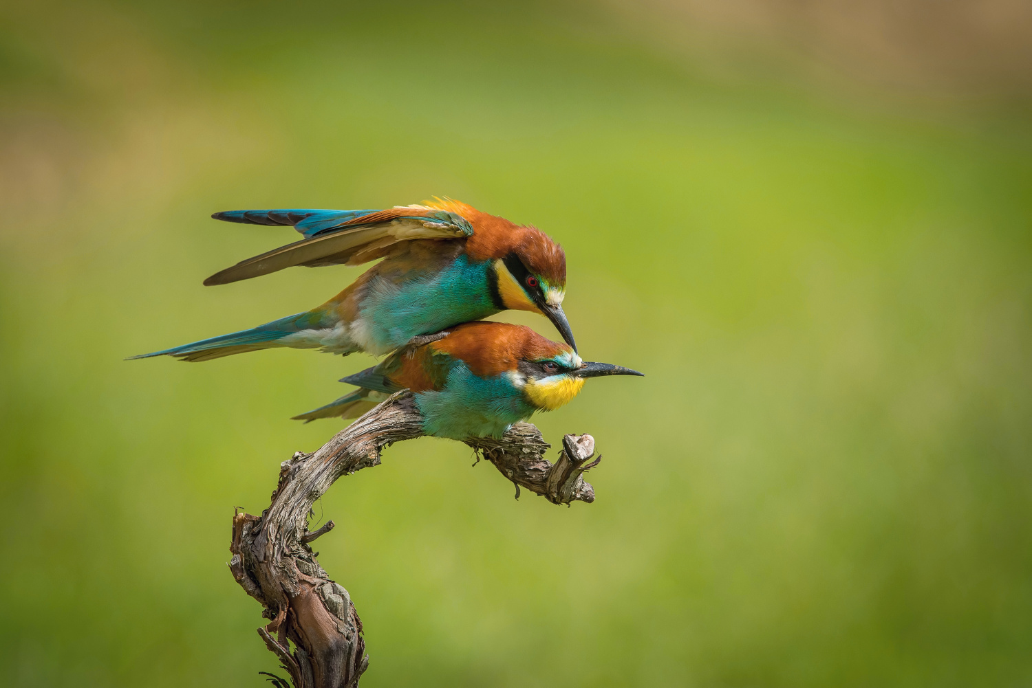 vlha pestrá (Merops apiaster) European bee-eater