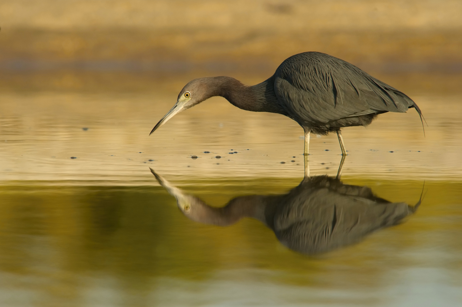 volavka modrošedá (Egretta caerulea) Little blue heron