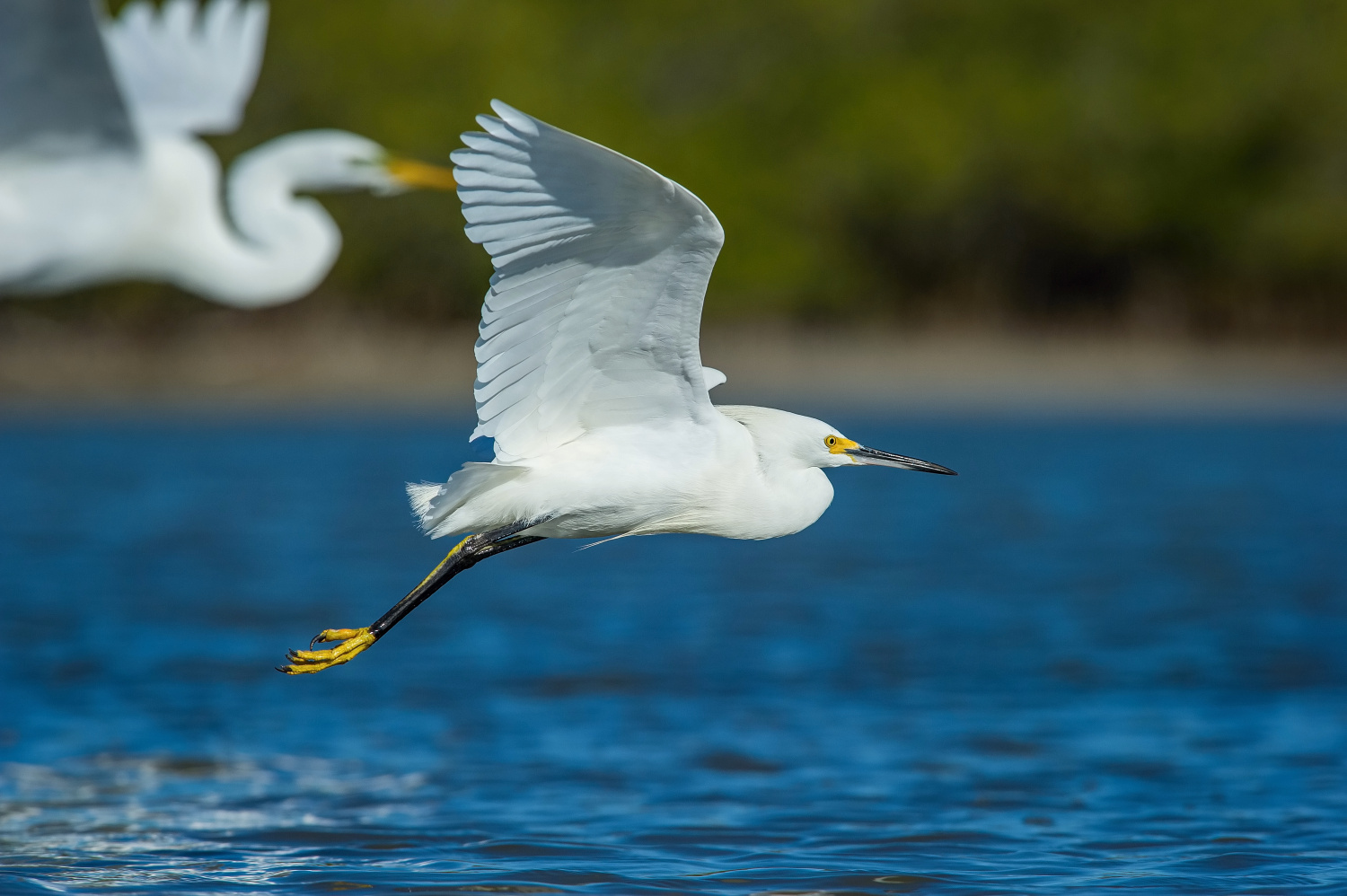 volavka bělostná (Egretta thula) Snowy egret