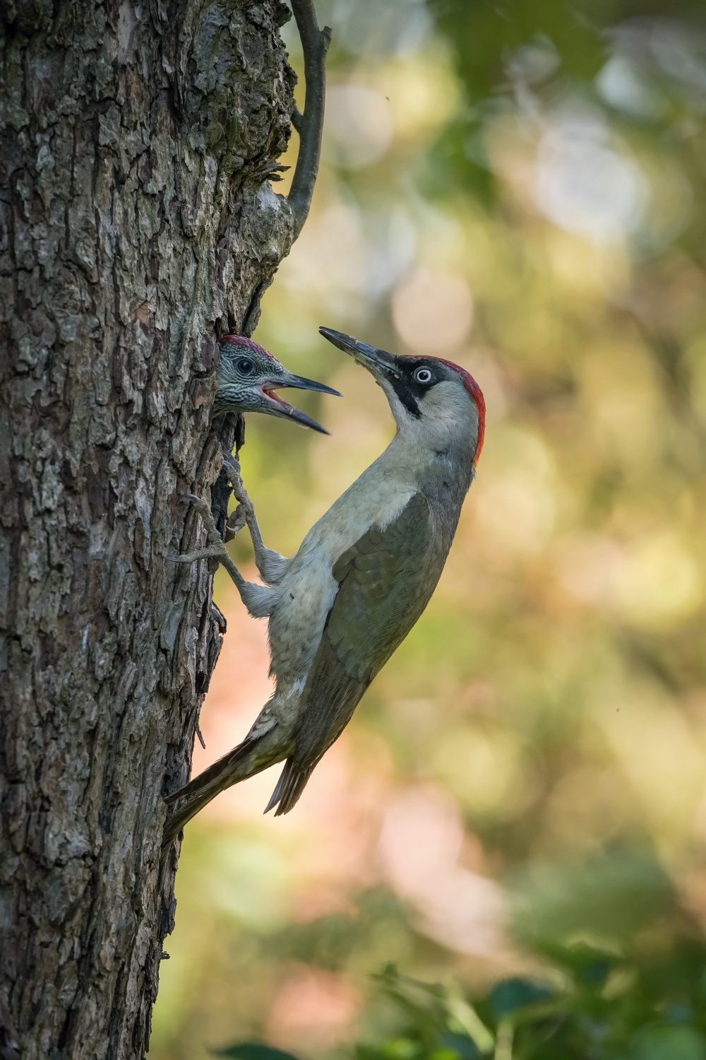 žluna zelená (Picus viridis) European green woodpecker