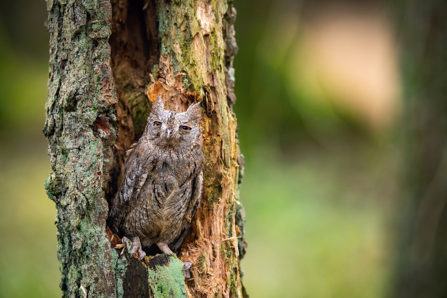 výreček malý (Otus scops) Eurasian scops owl