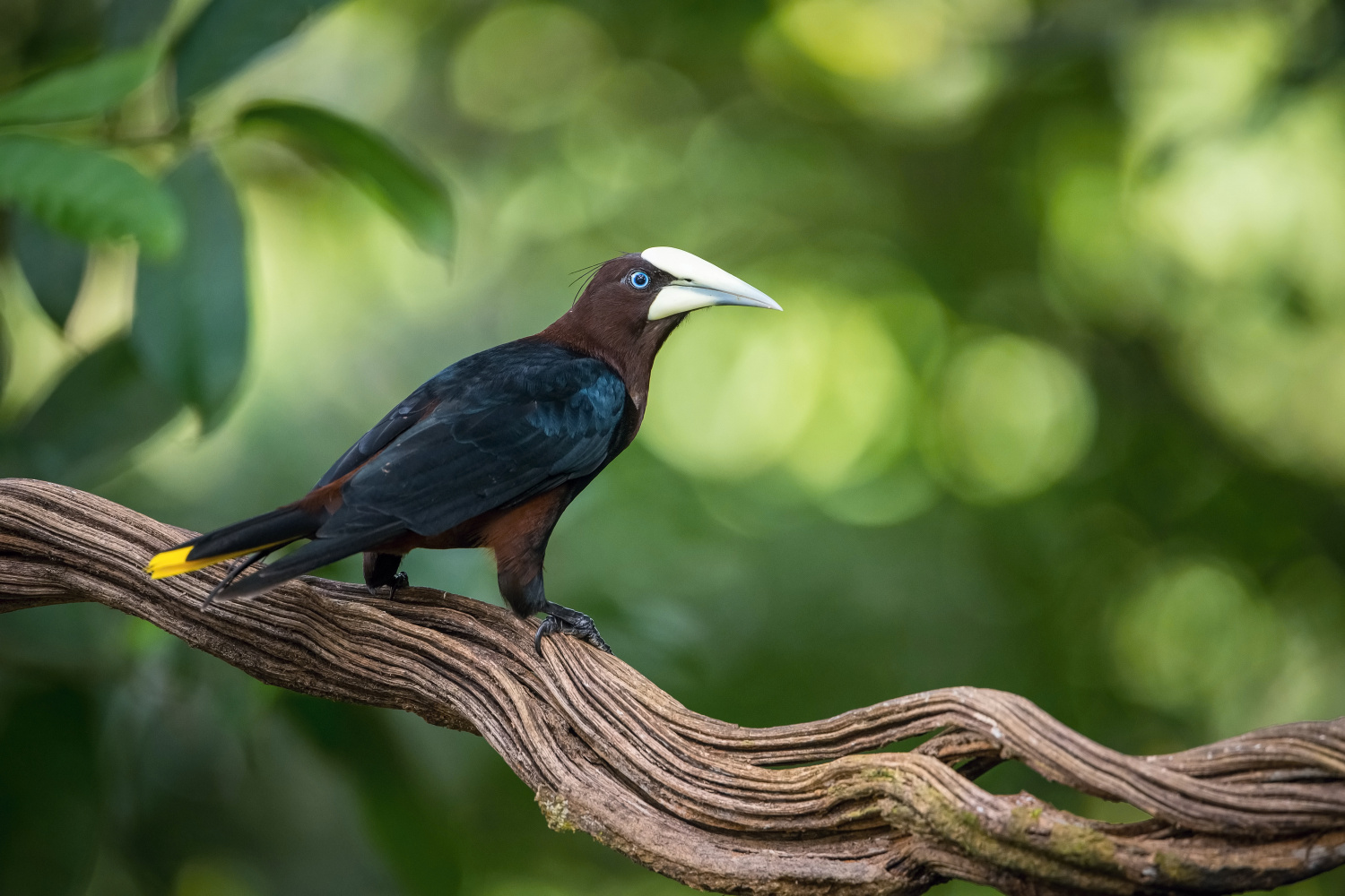 vlhovec kaštanový (Psarocolius wagleri) Chestnut-headed oropendola