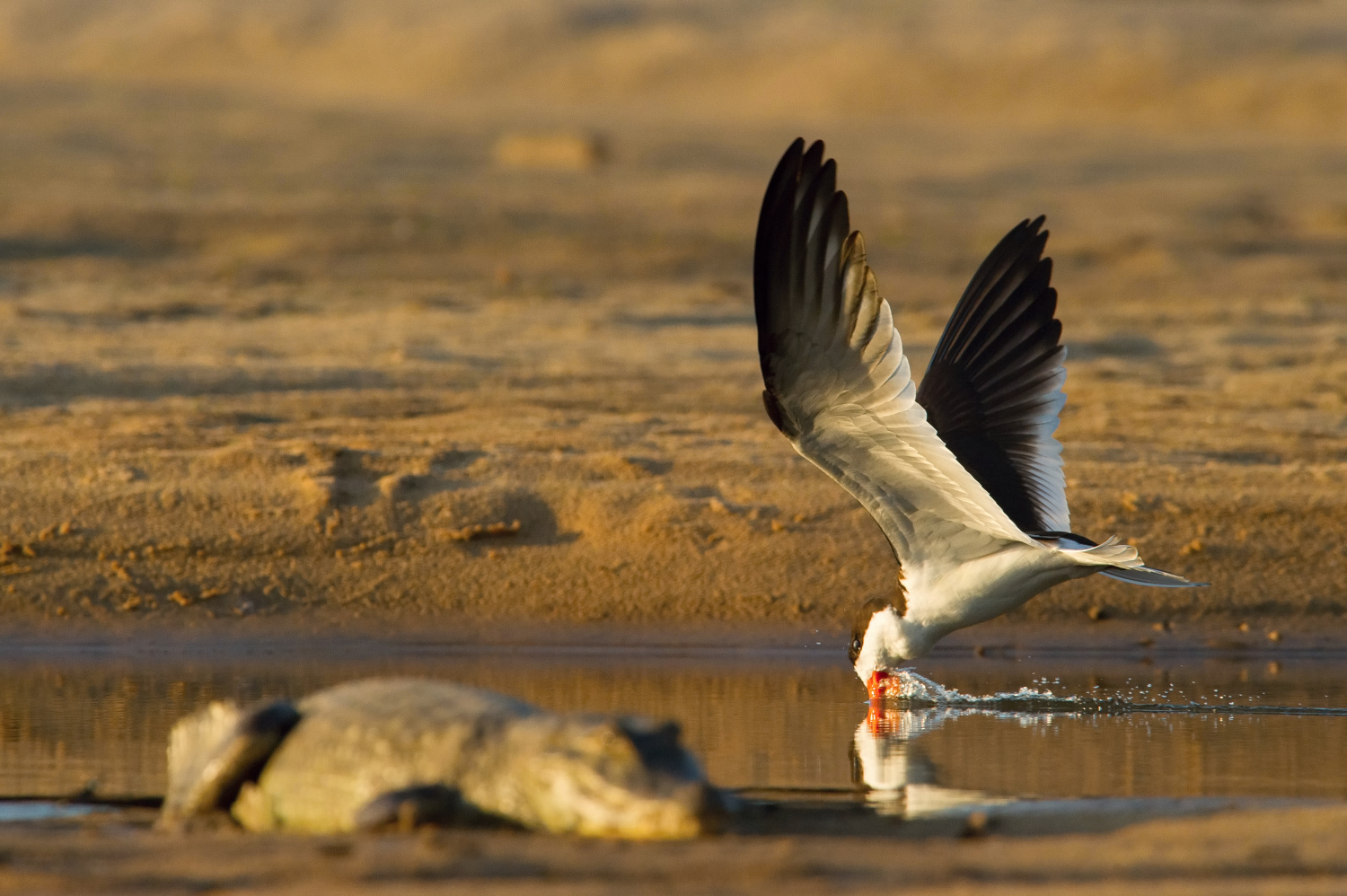 zoboun americký (Rynchops niger) Black skimmer