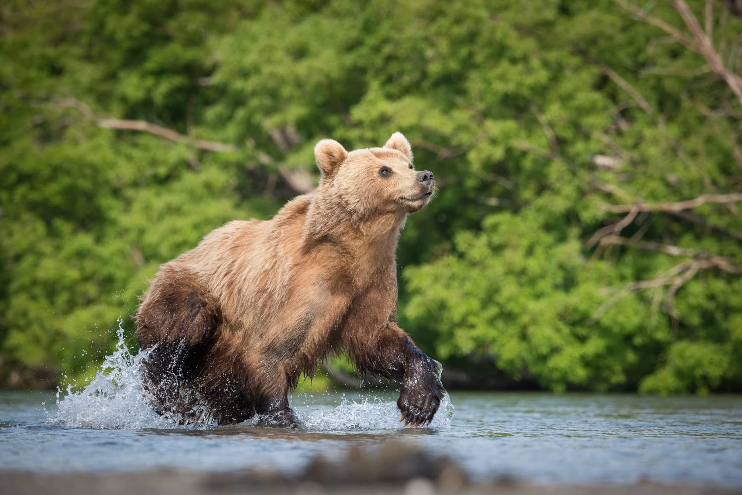 medvěd hnědý kamčatský (Ursus arctos beringianus) Kamchatka brown bear