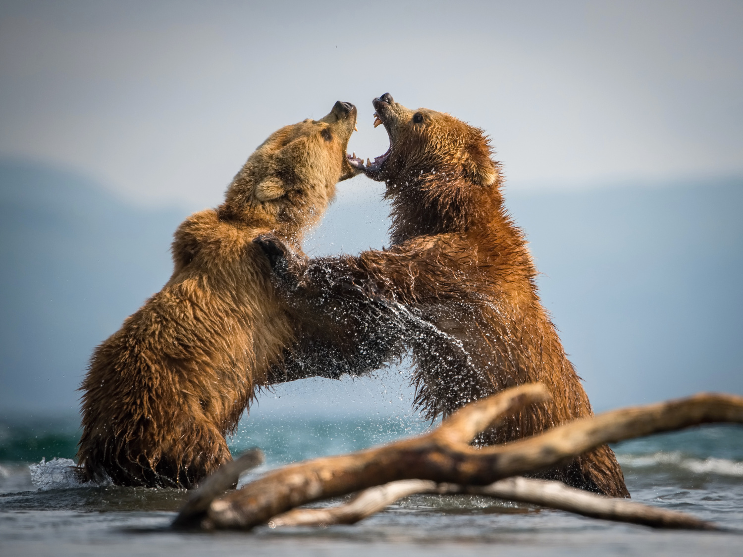 medvěd hnědý kamčatský (Ursus arctos beringianus) Kamchatka brown bear