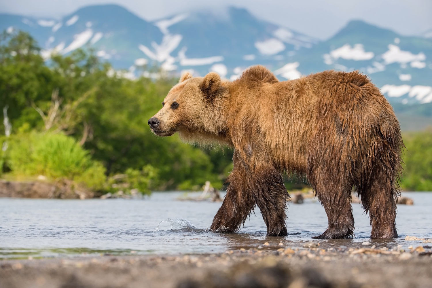 medvěd hnědý kamčatský (Ursus arctos beringianus) Kamchatka brown bear