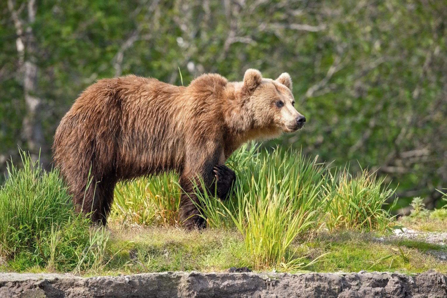 medvěd hnědý kamčatský (Ursus arctos beringianus) Kamchatka brown bear