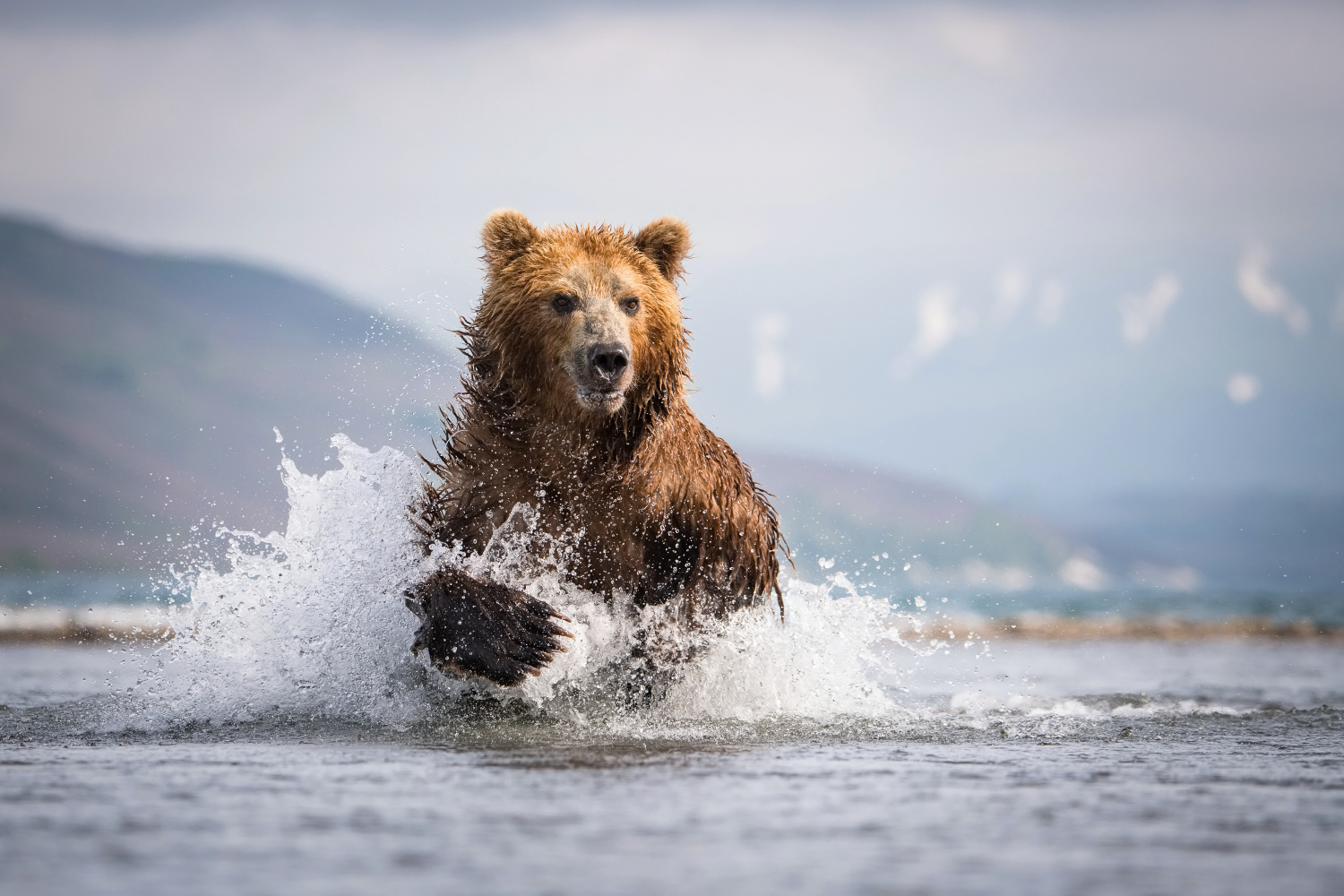 medvěd hnědý kamčatský (Ursus arctos beringianus) Kamchatka brown bear