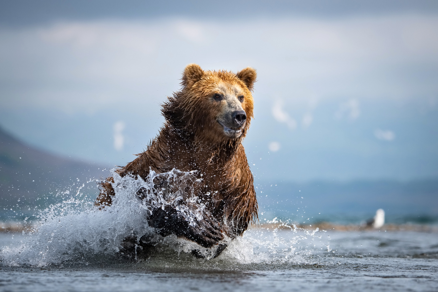 medvěd hnědý kamčatský (Ursus arctos beringianus) Kamchatka brown bear