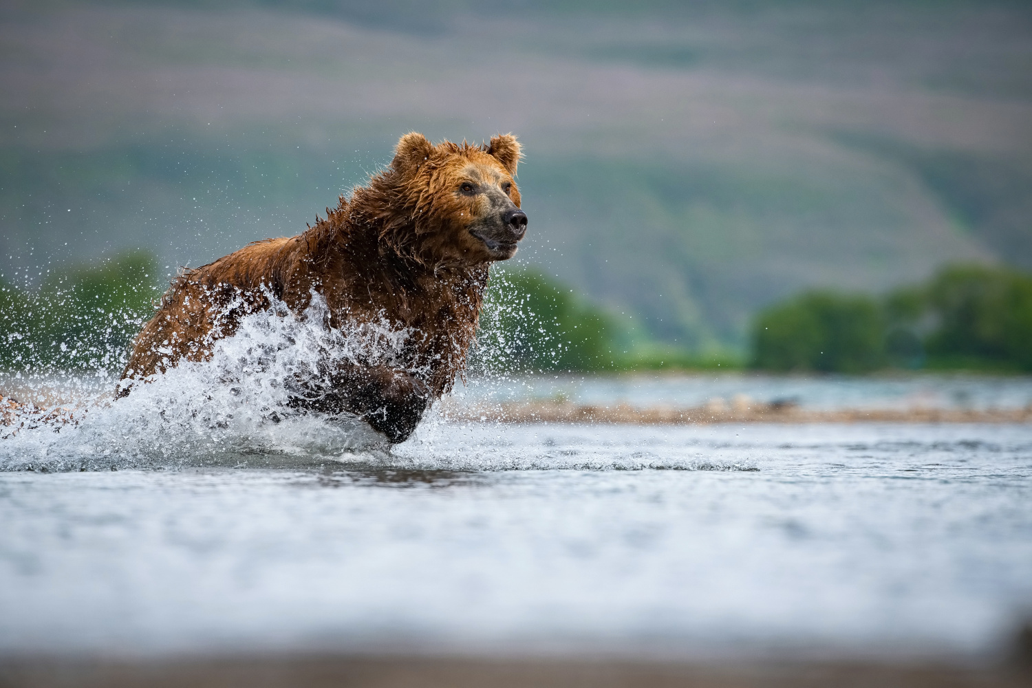 medvěd hnědý kamčatský (Ursus arctos beringianus) Kamchatka brown bear