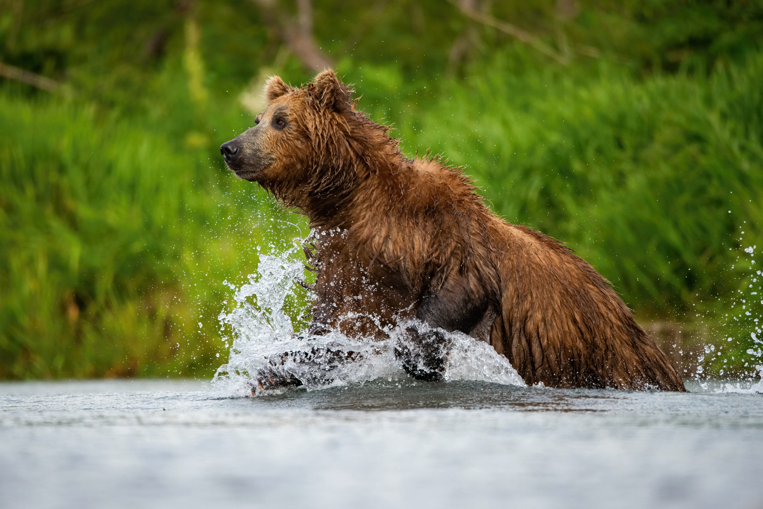 medvěd hnědý kamčatský (Ursus arctos beringianus) Kamchatka brown bear