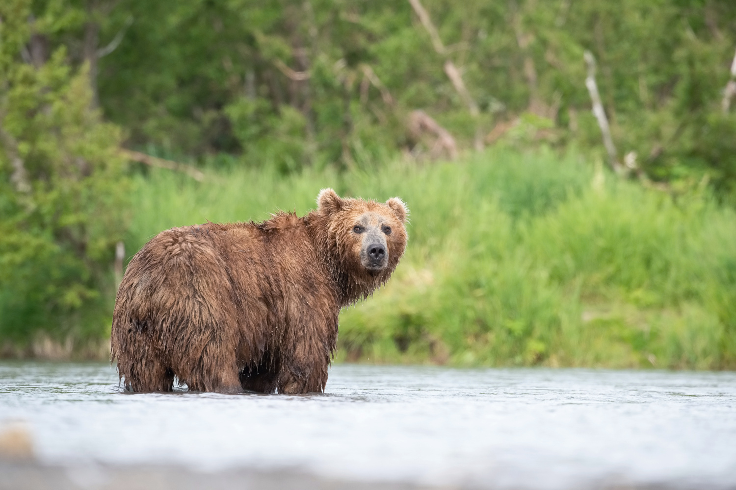 medvěd hnědý kamčatský (Ursus arctos beringianus) Kamchatka brown bear