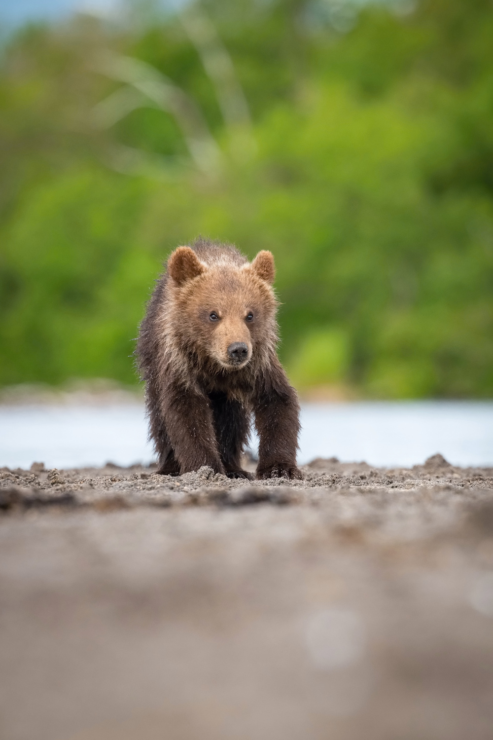 medvěd hnědý kamčatský (Ursus arctos beringianus) Kamchatka brown bear