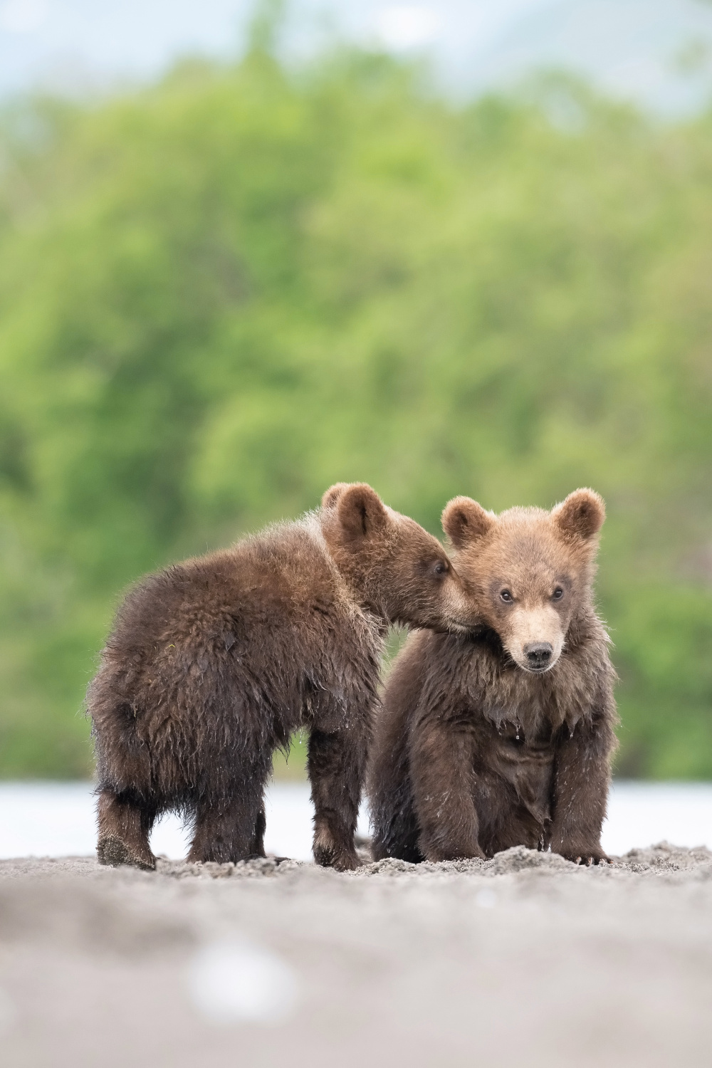 medvěd hnědý kamčatský (Ursus arctos beringianus) Kamchatka brown bear