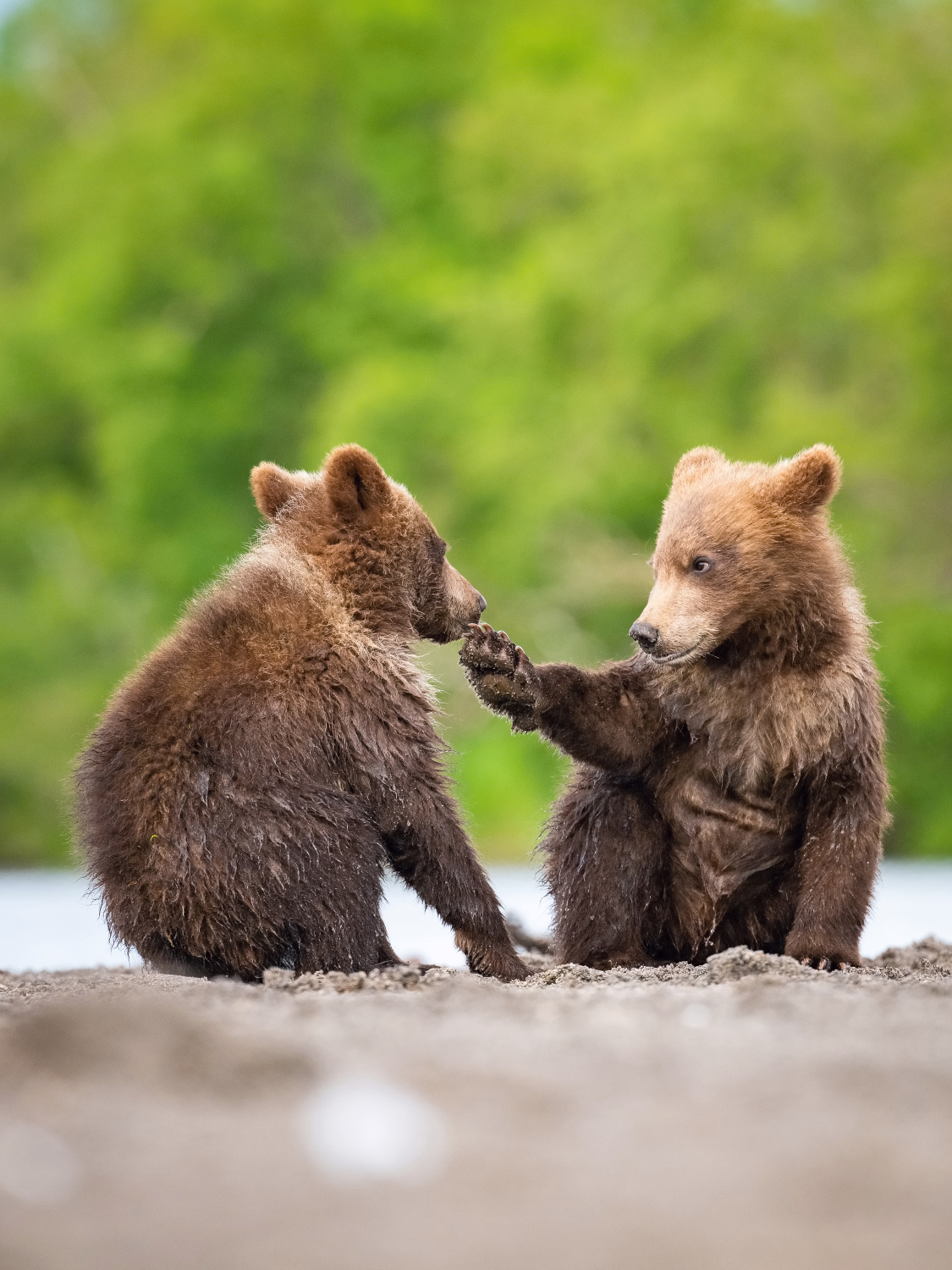 medvěd hnědý kamčatský (Ursus arctos beringianus) Kamchatka brown bear