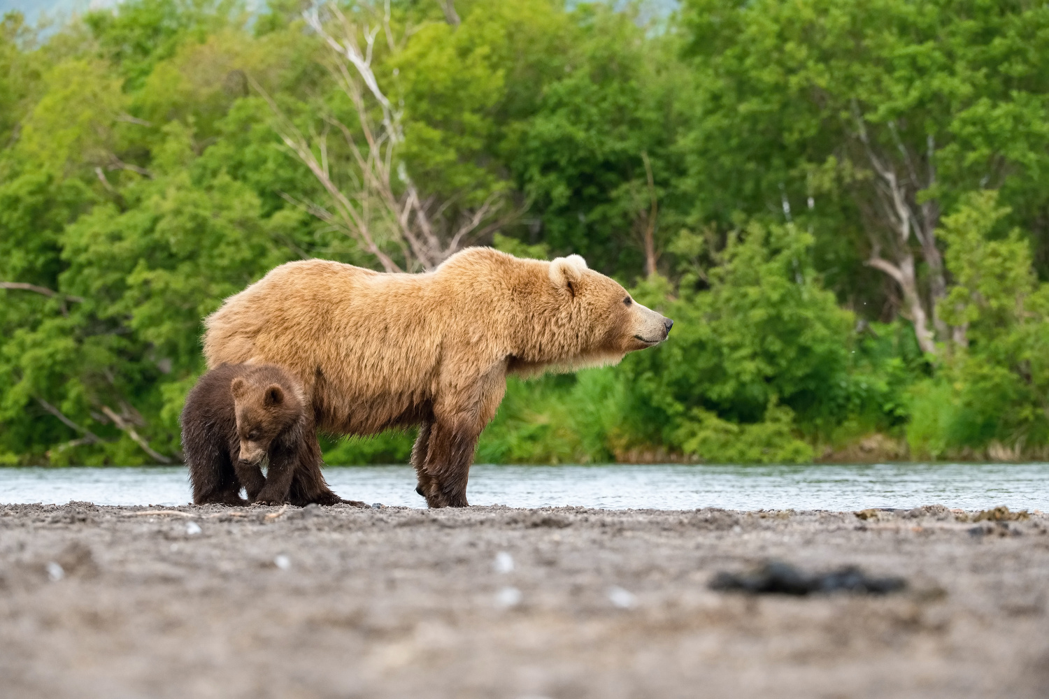 medvěd hnědý kamčatský (Ursus arctos beringianus) Kamchatka brown bear