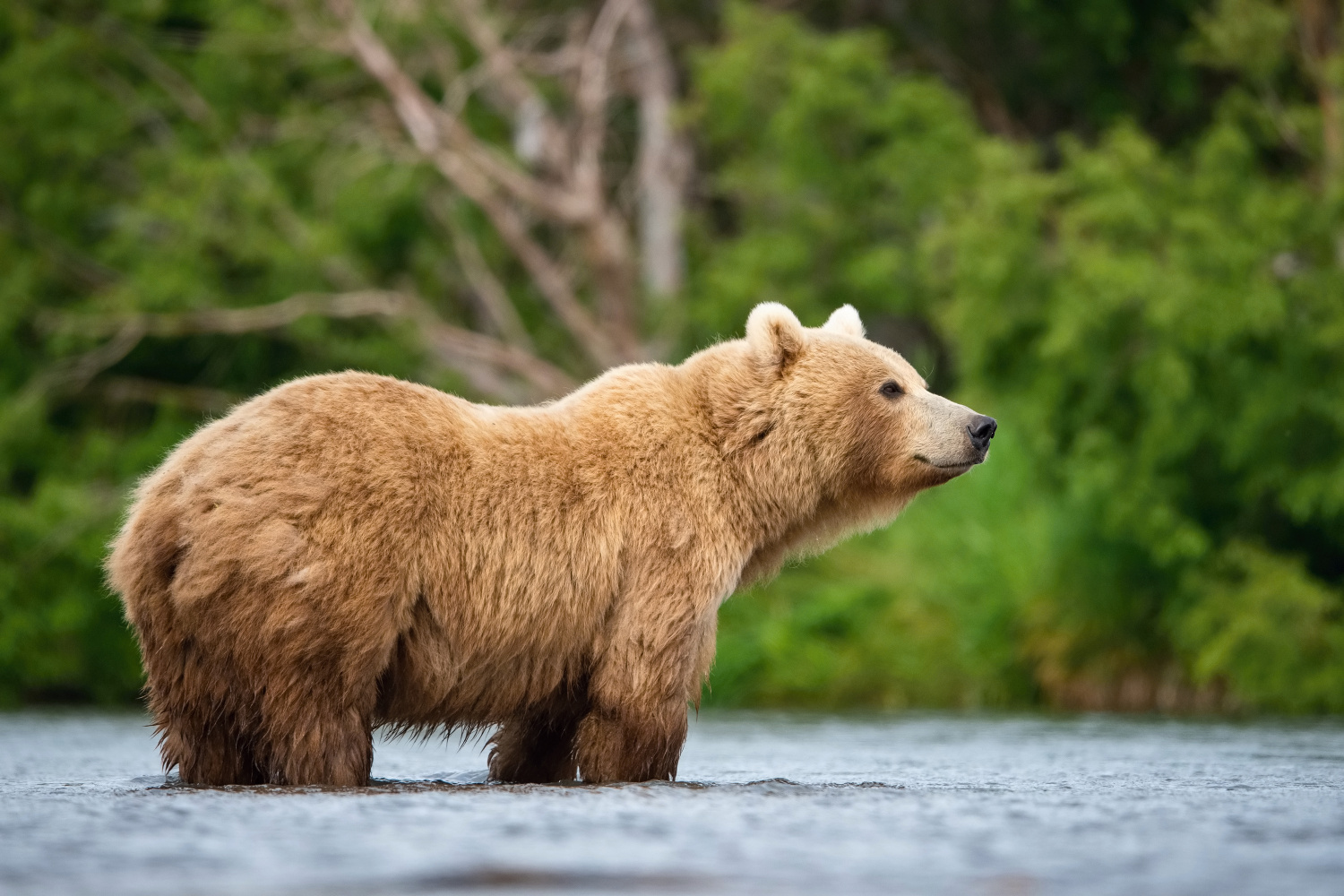 medvěd hnědý kamčatský (Ursus arctos beringianus) Kamchatka brown bear