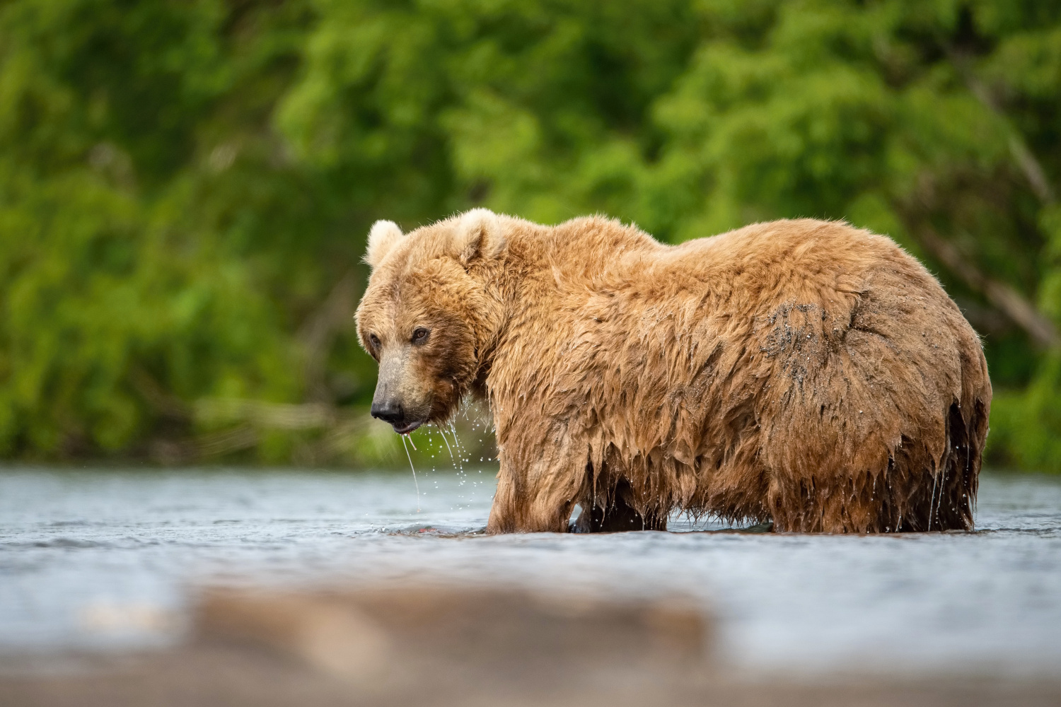 medvěd hnědý kamčatský (Ursus arctos beringianus) Kamchatka brown bear