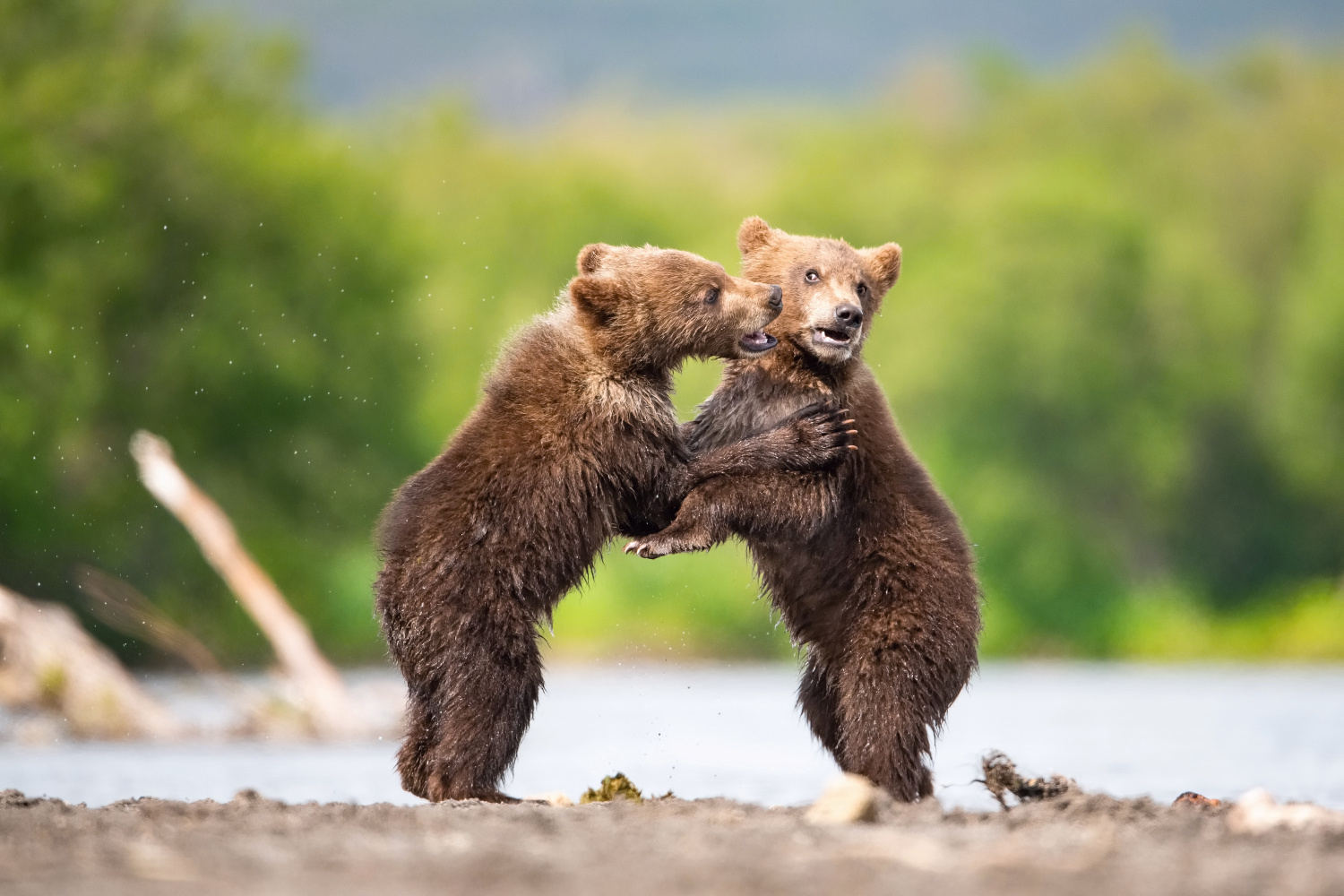 medvěd hnědý kamčatský (Ursus arctos beringianus) Kamchatka brown bear