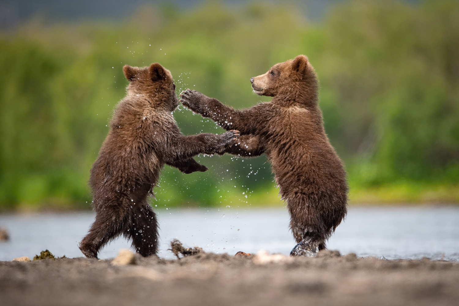 medvěd hnědý kamčatský (Ursus arctos beringianus) Kamchatka brown bear