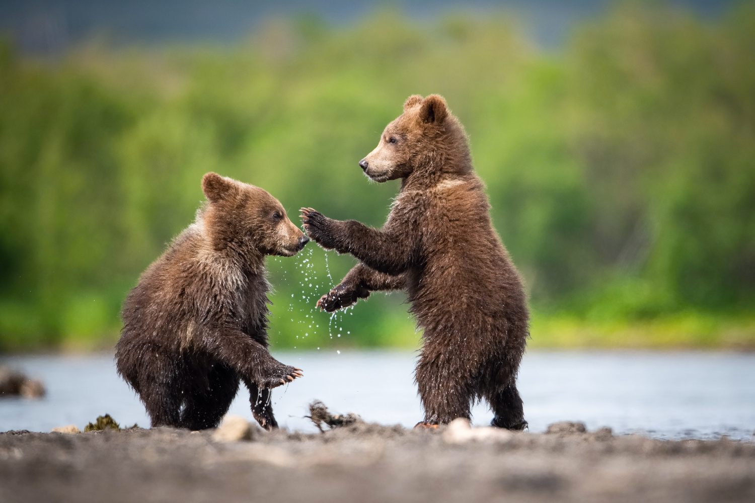 medvěd hnědý kamčatský (Ursus arctos beringianus) Kamchatka brown bear