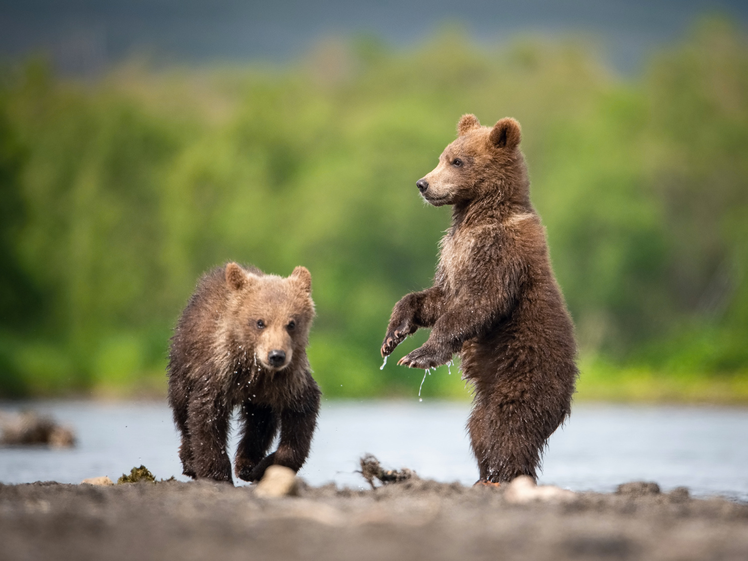 medvěd hnědý kamčatský (Ursus arctos beringianus) Kamchatka brown bear