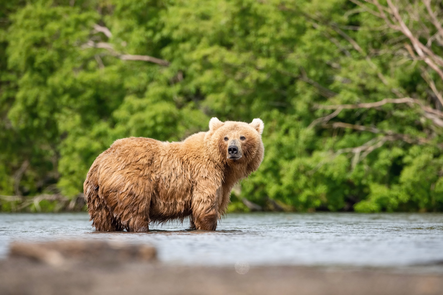 medvěd hnědý kamčatský (Ursus arctos beringianus) Kamchatka brown bear