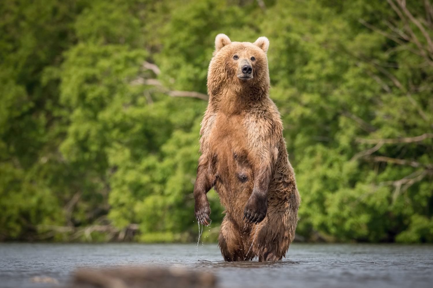 medvěd hnědý kamčatský (Ursus arctos beringianus) Kamchatka brown bear