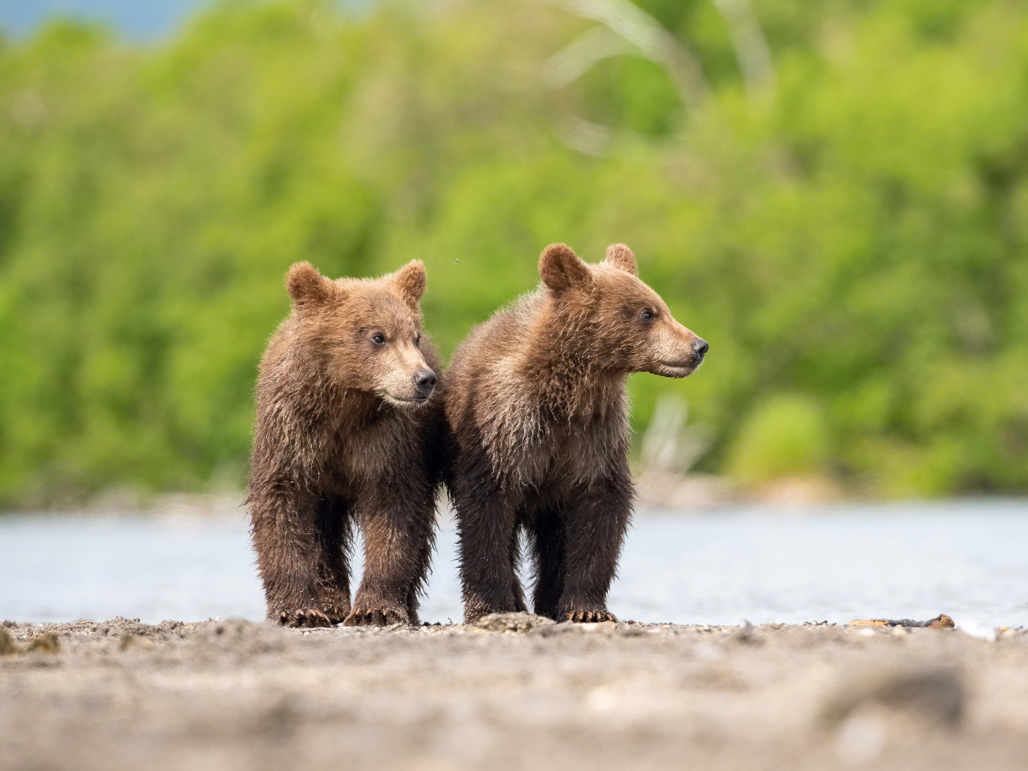 medvěd hnědý kamčatský (Ursus arctos beringianus) Kamchatka brown bear