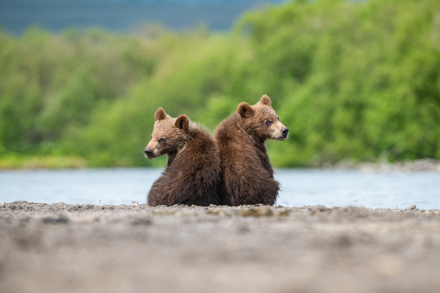 medvěd hnědý kamčatský (Ursus arctos beringianus) Kamchatka brown bear