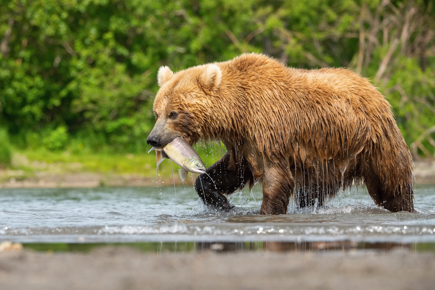 medvěd hnědý kamčatský (Ursus arctos beringianus) Kamchatka brown bear