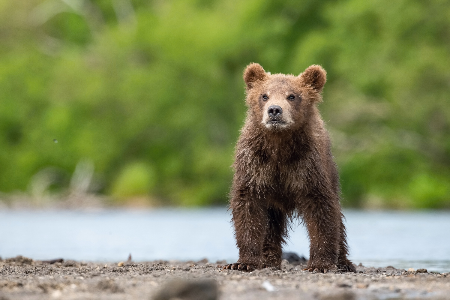 medvěd hnědý kamčatský (Ursus arctos beringianus) Kamchatka brown bear