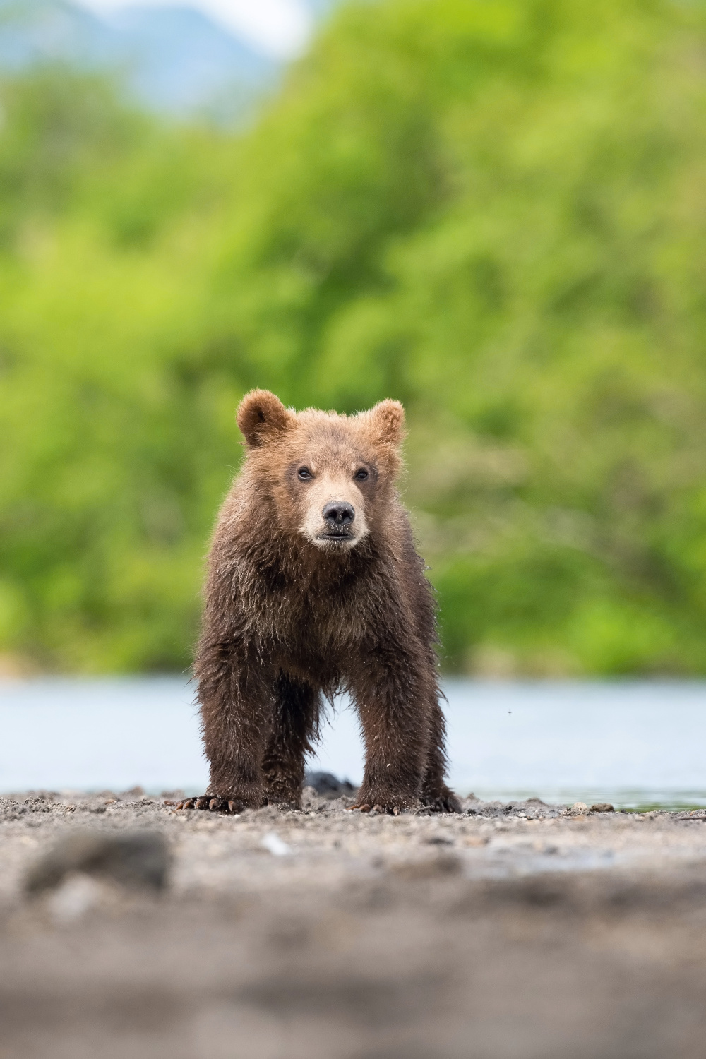 medvěd hnědý kamčatský (Ursus arctos beringianus) Kamchatka brown bear