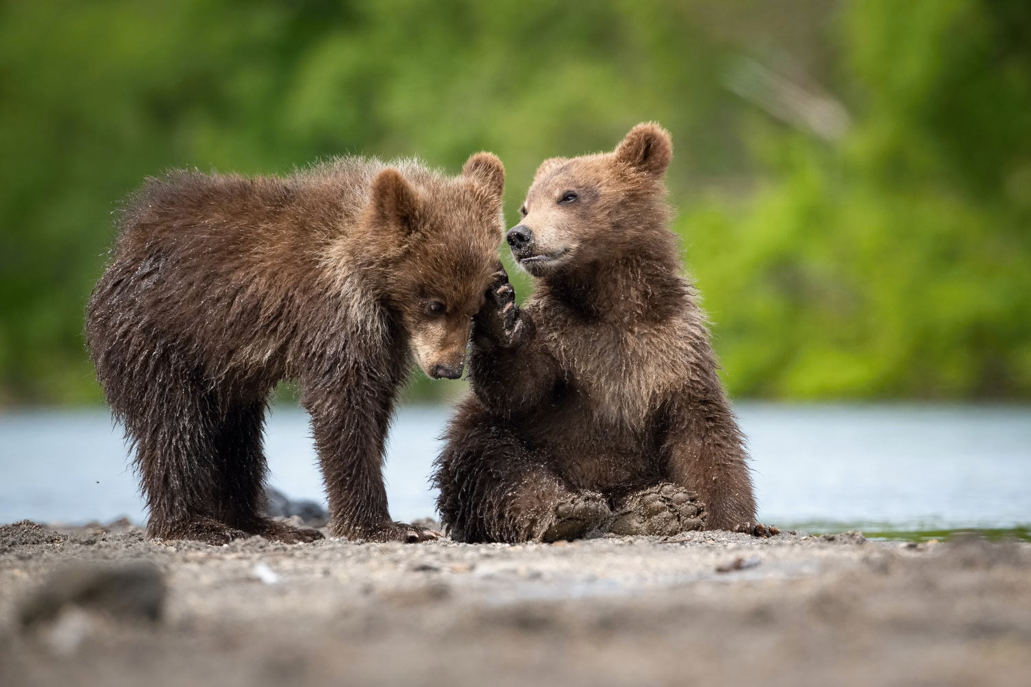 medvěd hnědý kamčatský (Ursus arctos beringianus) Kamchatka brown bear