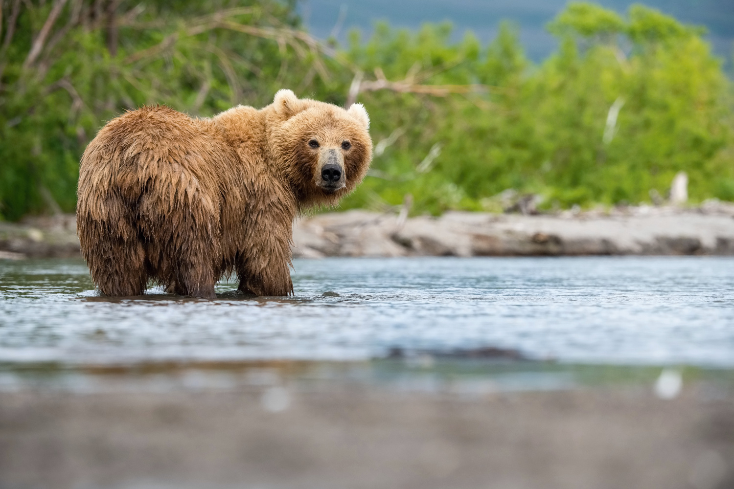 medvěd hnědý kamčatský (Ursus arctos beringianus) Kamchatka brown bear