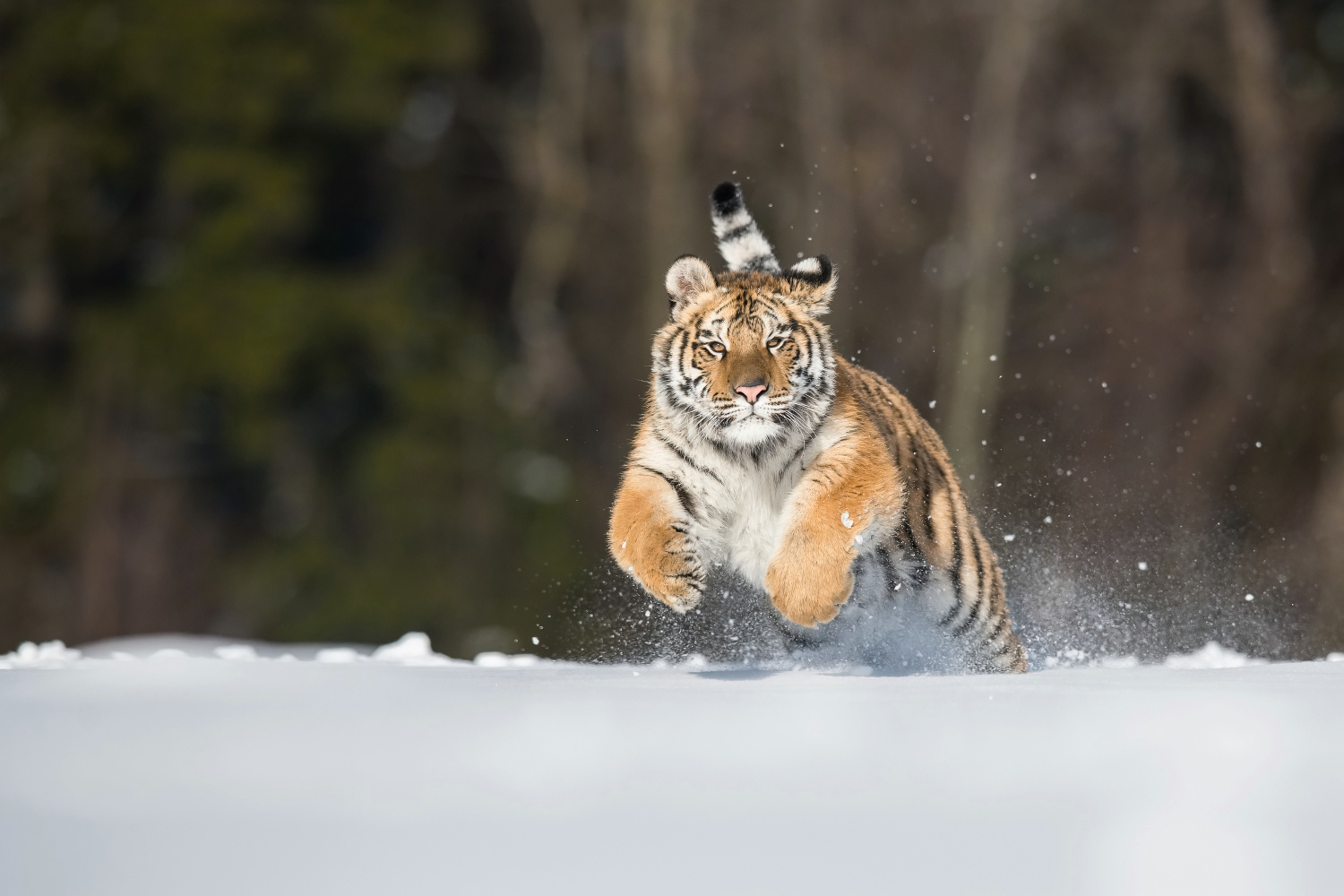 tygr ussurijský (Panthera tigris altaica) Siberian tiger