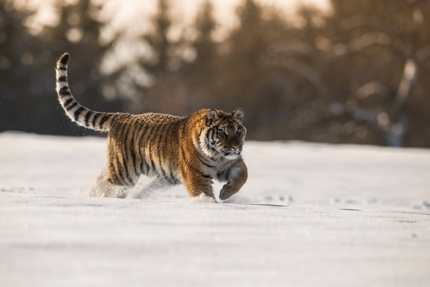 tygr ussurijský (Panthera tigris altaica) Siberian tiger