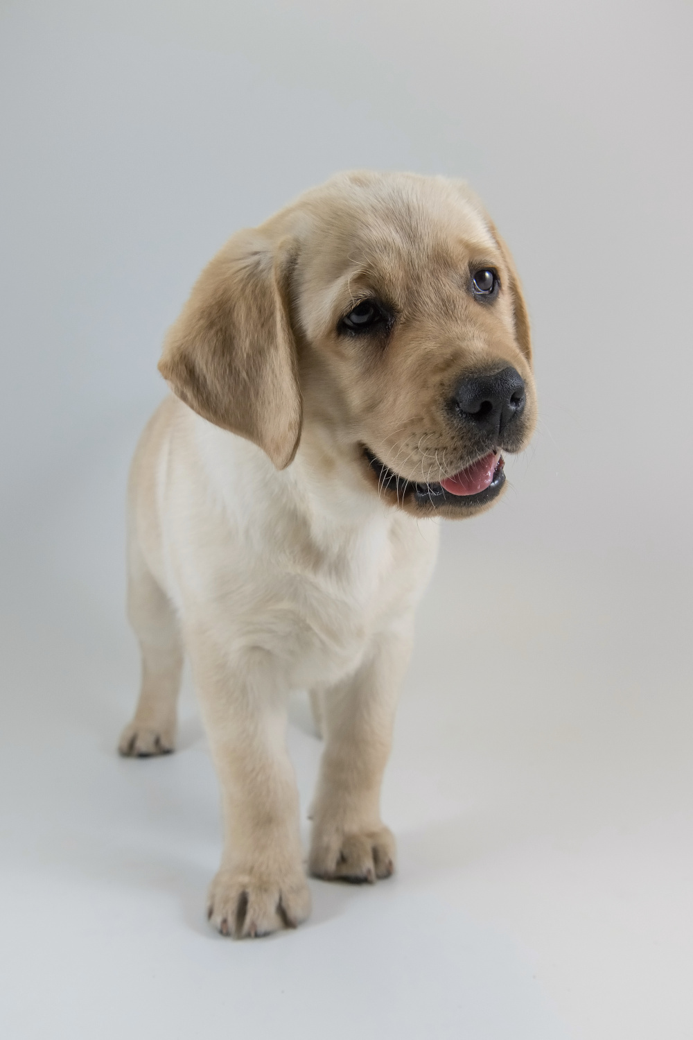 The Labrador Retriever - puppy