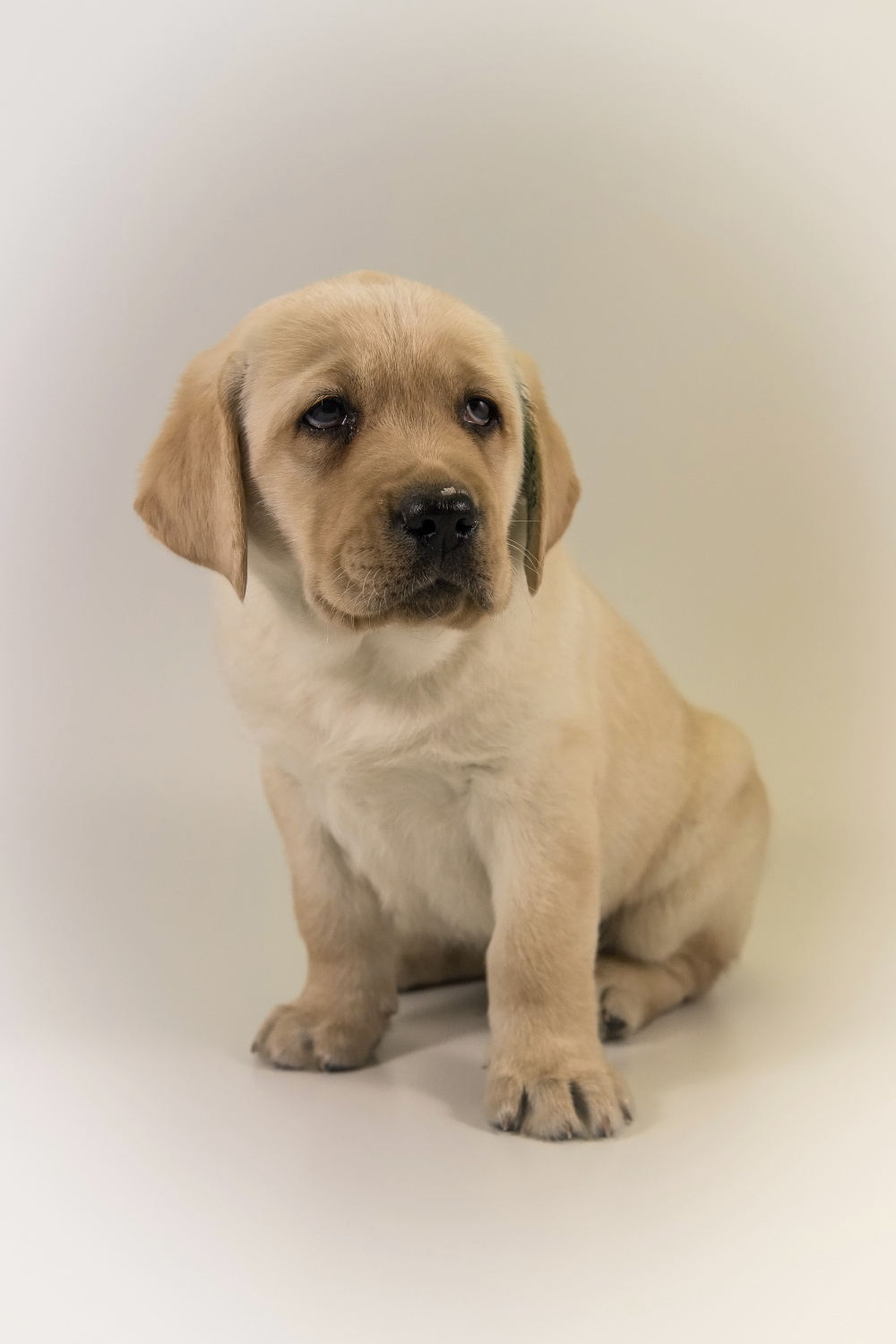 The Labrador Retriever - puppy